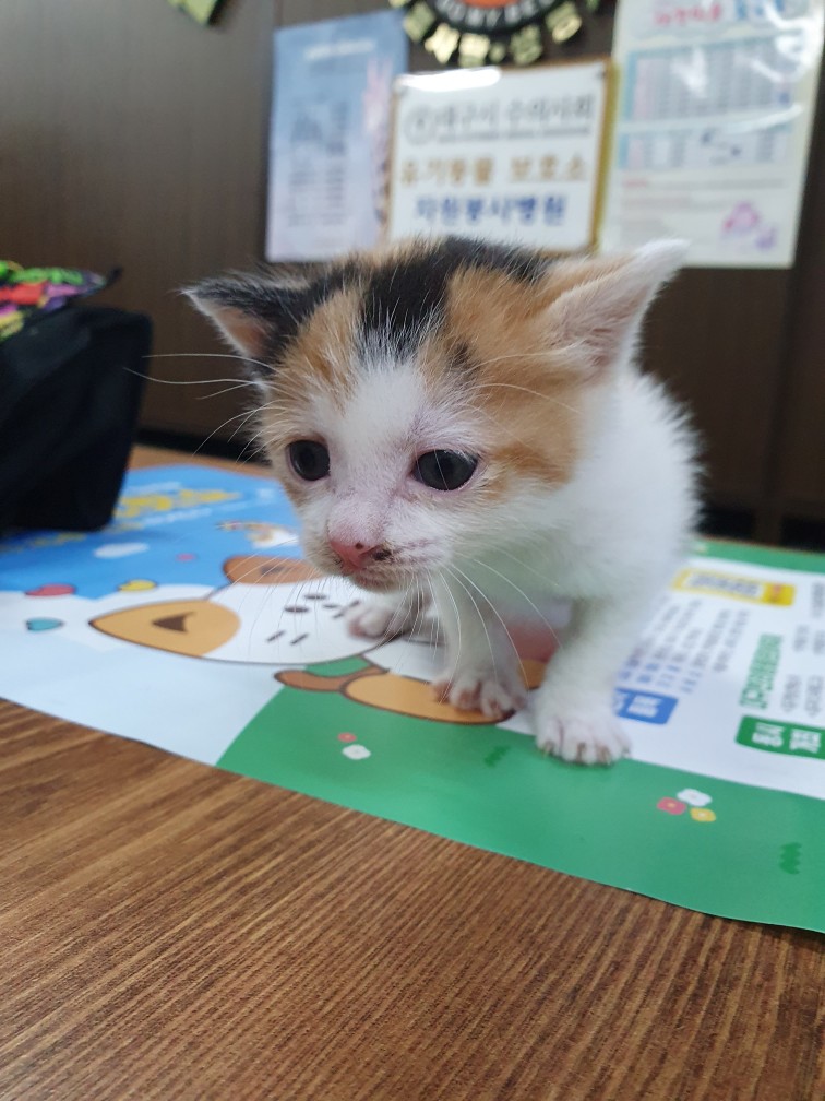 금강동물병원_427346202400392
